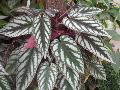Rex Begonia Vine / Cissus discolor